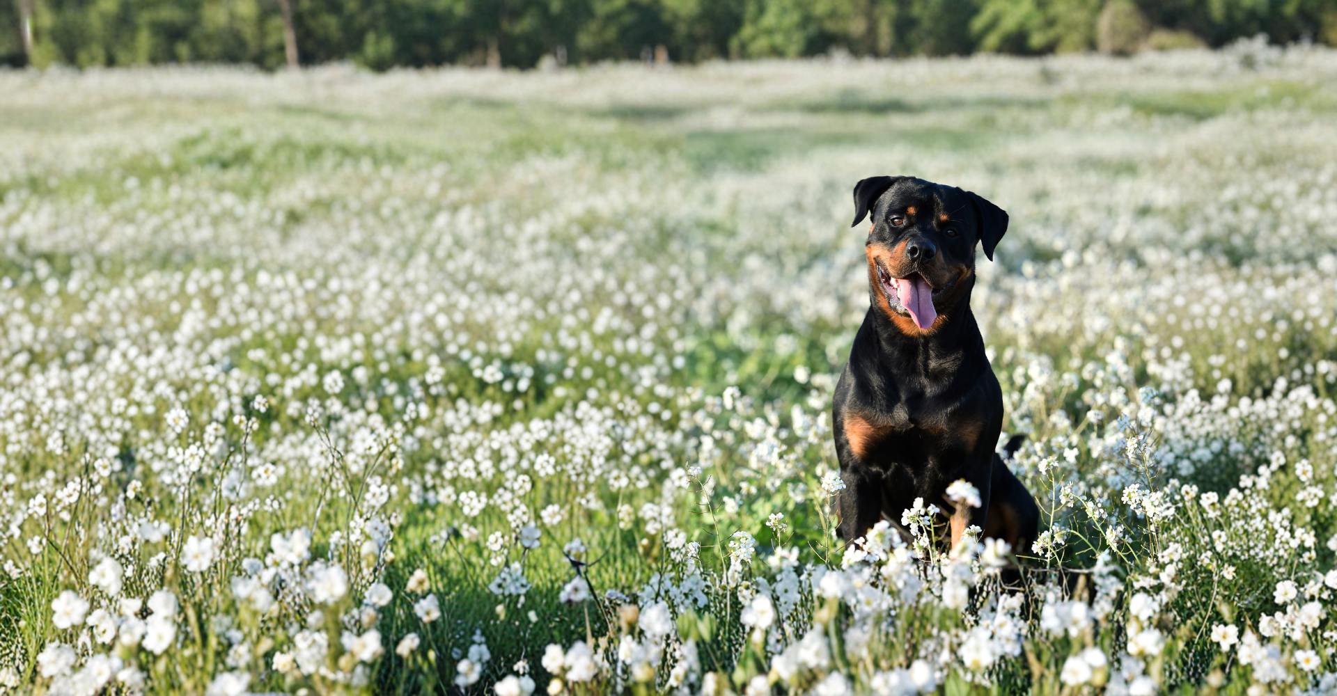 Responsible pet waste disposal support