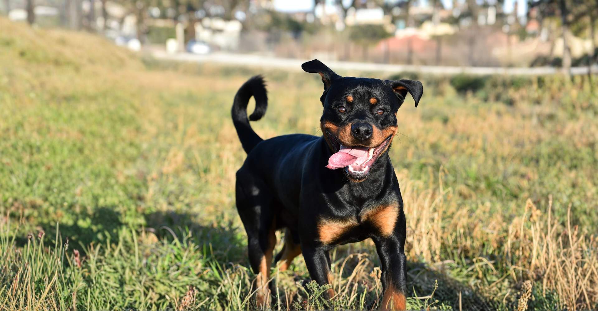 SOS Pet Waste Management waste hauling and disposal