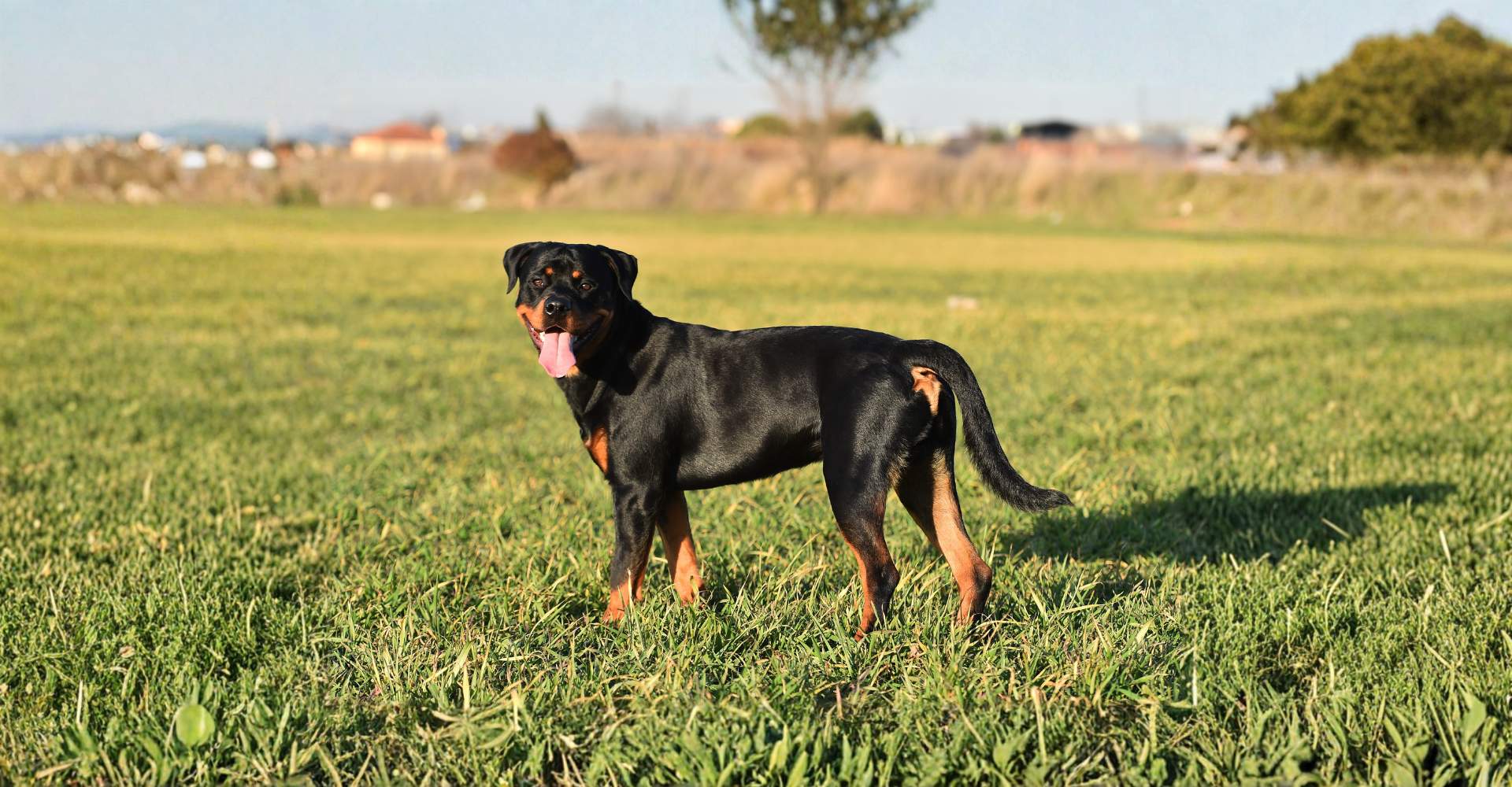 SOS Pet Waste Management one-time cleanup service