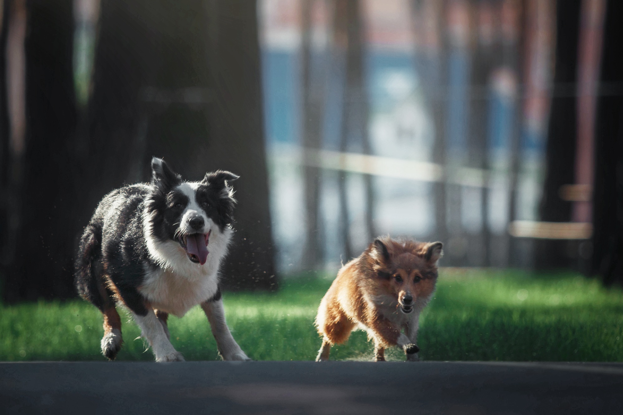 SOS Pet Waste Management bi-weekly pet waste removal